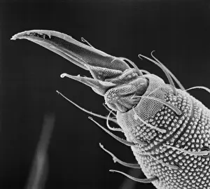 Collembola ocelli, springtail