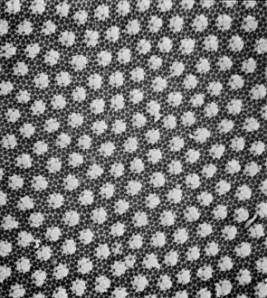 Springtail Prints: Collembola sp. springtail