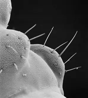 Collembola sp. springtail
