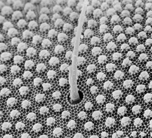 Collembola sp. springtail
