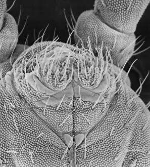 Collembola sp. springtail
