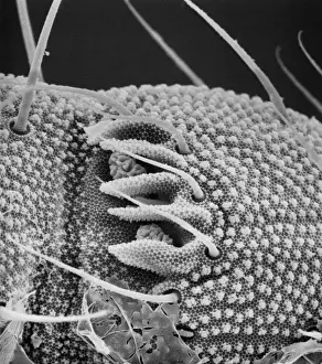 Collembola sp. springtail
