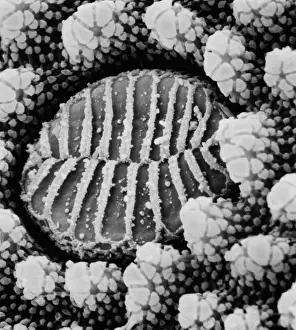 Collembola sp. springtail