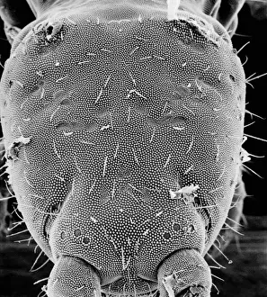 Springtail Prints: Collembola, springtail