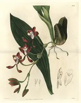 Guyana Prints: Colleys batemannia orchid, Batemannia colleyi