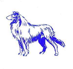 Collie Prints: Collie dog - 1950s printer's block