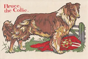Berkeley Prints: Collie Dog