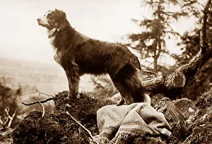 Collie Prints: Collie dog