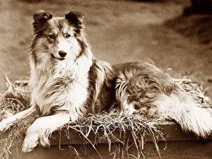 Collie Prints: Collie dog portrait