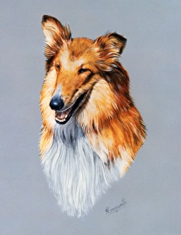 Dogs Collection: Collie Dog - portrait