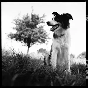 Images Dated 6th October 2015: Collie dog Primrose Hill