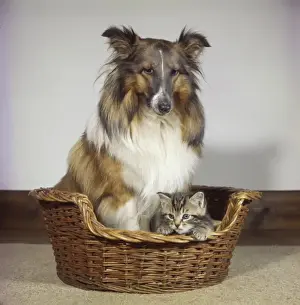Collie dog and tabby kitten in a basket