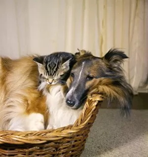 Images Dated 26th January 2017: Collie dog and tabby kitten in a basket