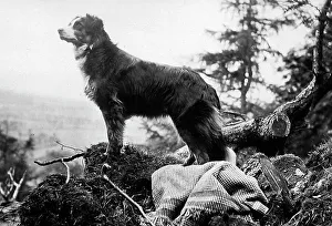 Collie Prints: Collie Dog Victorian period