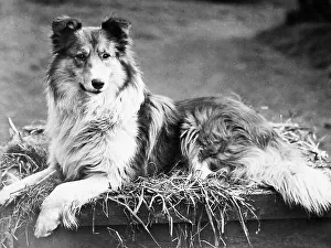 Collie dog Victorian period