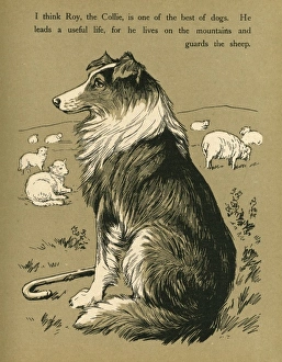 Images Dated 25th July 2011: Collie Looking after the Sheep