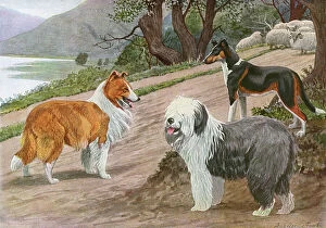 Images Dated 8th December 2011: Collie, Old English Sheep Dog and Smooth Collie