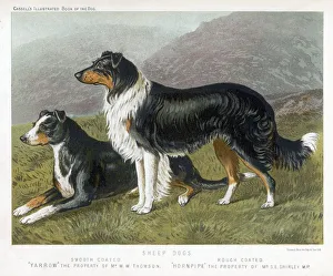 Breeds Collection: Collies Rough & Smooth