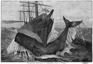 Collision / Whale & Ship