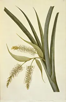 Collospermum hastatum, perching lily