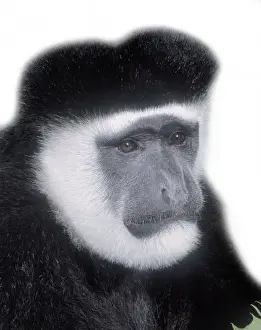 Colobus guereza, guereza