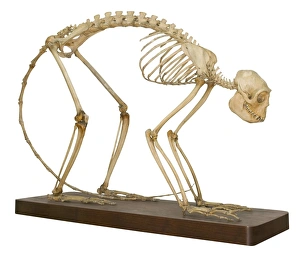 Articulated Collection: Colobus polykomos, king colobus