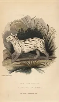 Felis Prints: Colocolo, Leopardus colocolo