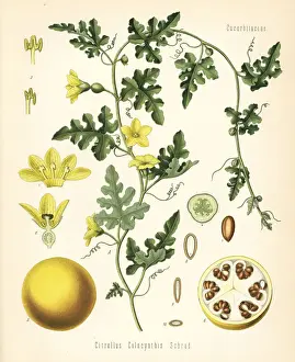Colocynth or bitter apple, Citrullus colocynthis
