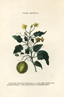 Colocynth or bitter apple, Citrullus colocynthis