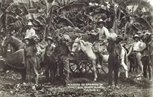 Picks Prints: Colombia - Picking and transporting bananas