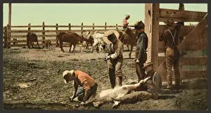 Calves Prints: Colorado. Branding calves