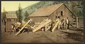 Lumber Prints: Colorado. Burros loaded with lumber