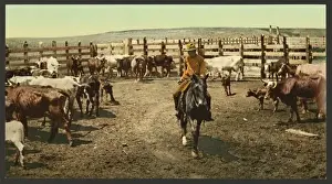 Corral Prints: Colorado. Round up in the corral Colorado. Round up in the c