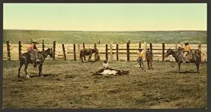 Steer Prints: Colorado. The round up roping a steer Colorado. The round up