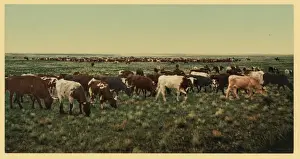 Colorado. Round up, bunching the herd Colorado. Round up, bu