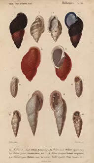 Orbigny Gallery: Colorful crimson and black, pink and ivory Bulimus shells