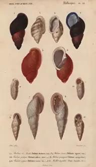 Colorful crimson and black, pink and ivory Bulimus shells