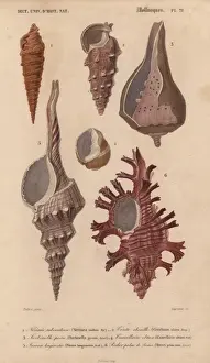 Colorful Prints: Colorful Murex, Nerinaea, Cerithium, Turbinella