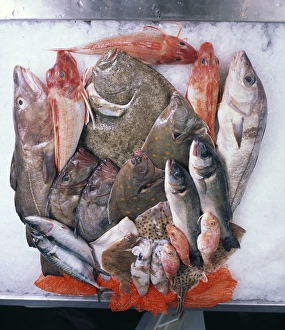 Images Dated 25th November 2016: A colouorful display of local fresh fish, Cornwall