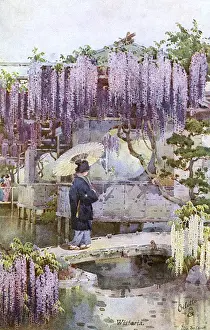 Parasol Prints: Colourful Hanging Wisteria - Japanese Garden
