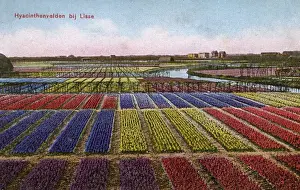 Hyacinths Prints: Colourful Hyacinth fields at Lisse in The Netherlands