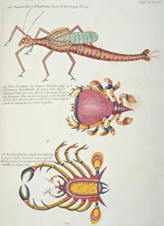 Orthoptera Prints: Colourful illustration of two crabs and a grasshopper