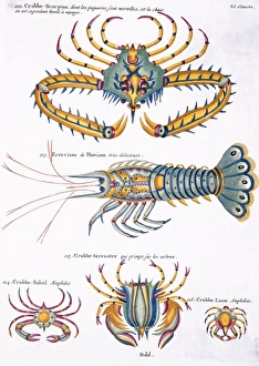 Crustacea Collection: Colourful illustration of four crabs and a lobster