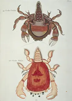 Claw Prints: Colourful illustration of two crustaceans