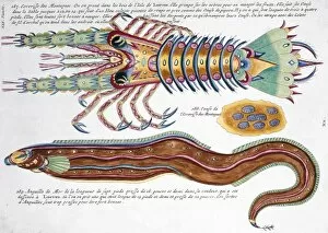 Anguilliform Gallery: Colourful illustration of an eel and a crustacean