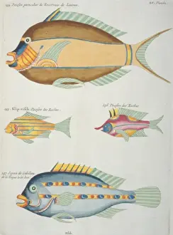 Variation Prints: Colourful illustration of four fish