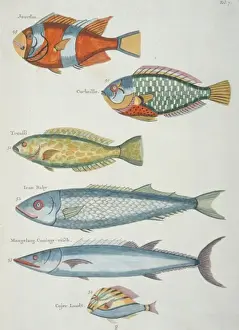 Colourful illustration of six fish