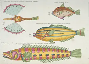 Colourful illustration of four fish