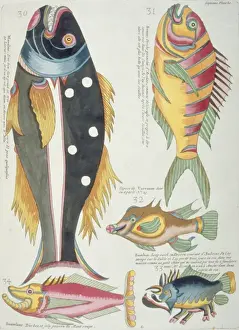 Colourful illustration of five fish