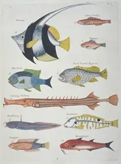 Colourful illustration of ten fish
